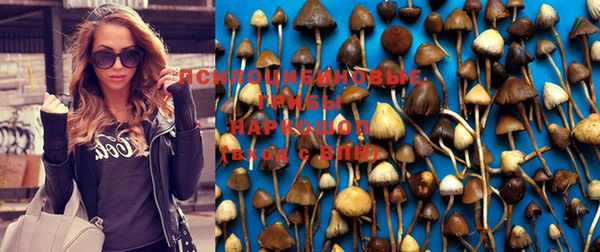гидра Елизово